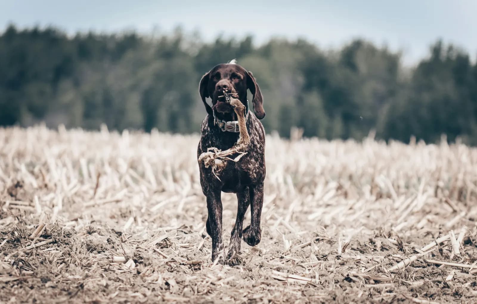 German shorthaired pointer running through a cut cornfield
