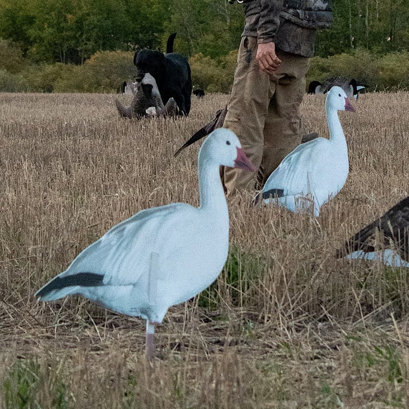 Pro Series II Snow Geese