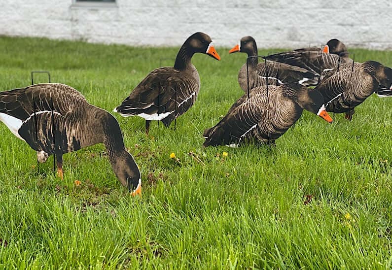 Econo Specklebelly Decoys