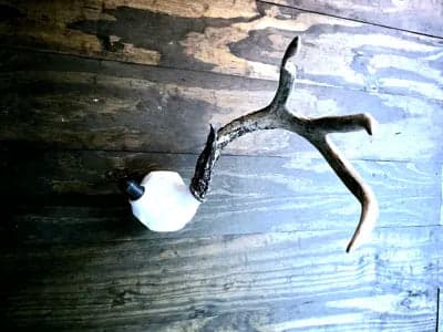 Whitetail Skull Cap