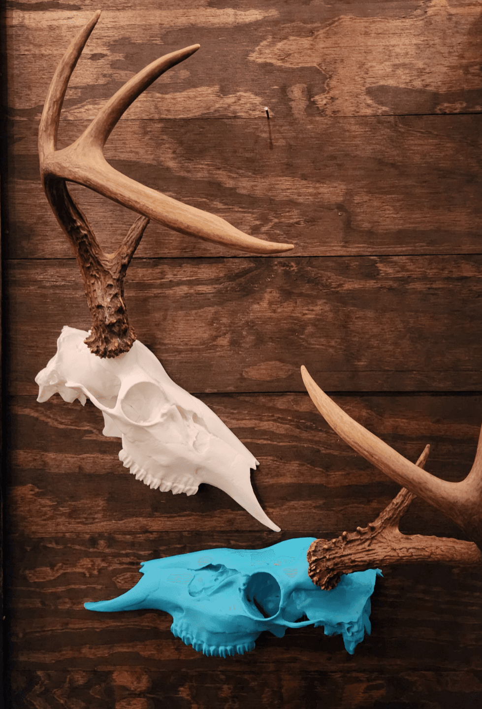 Single Antler European Whitetail Mount System