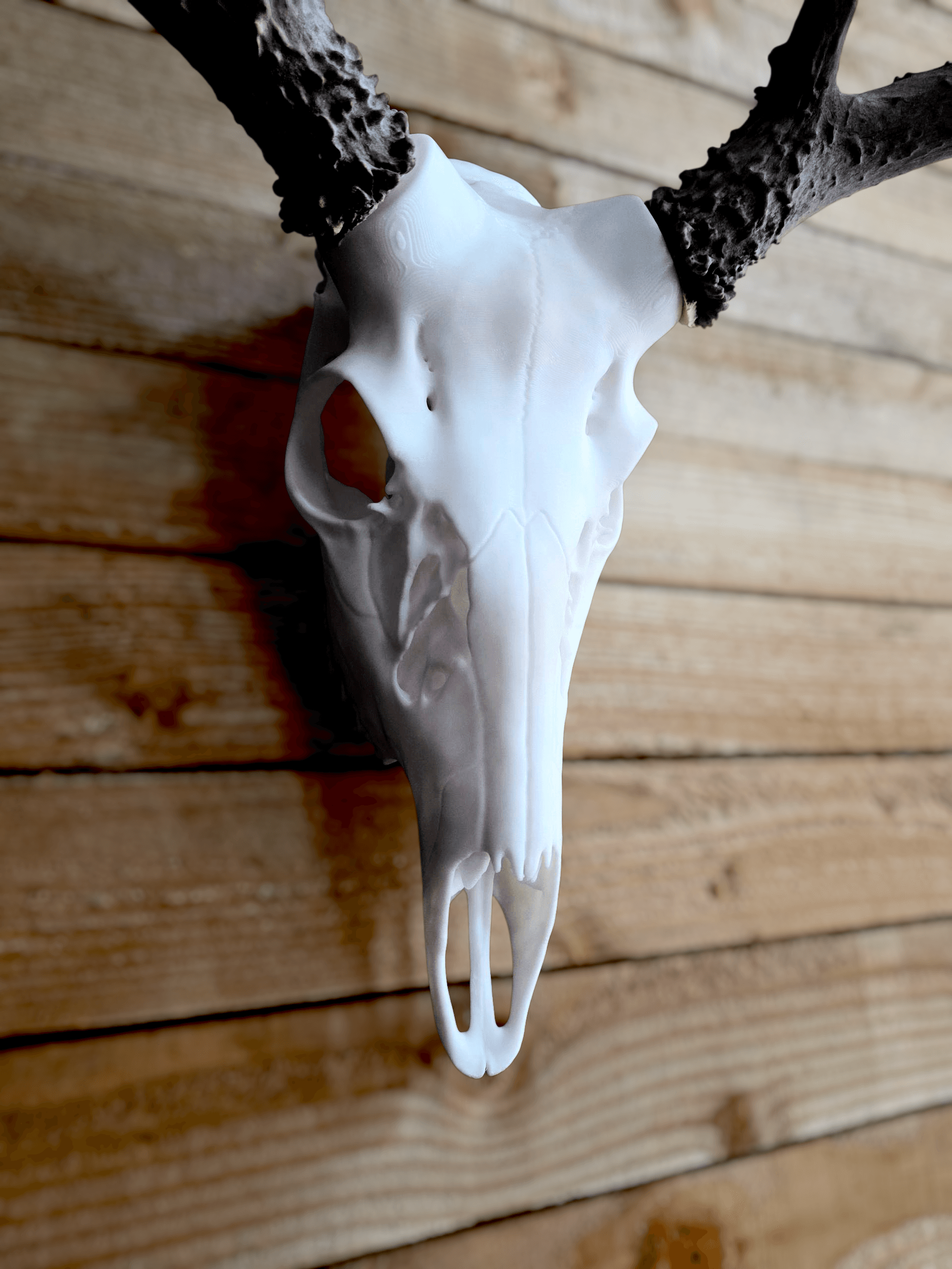 Classic European Whitetail Mount System