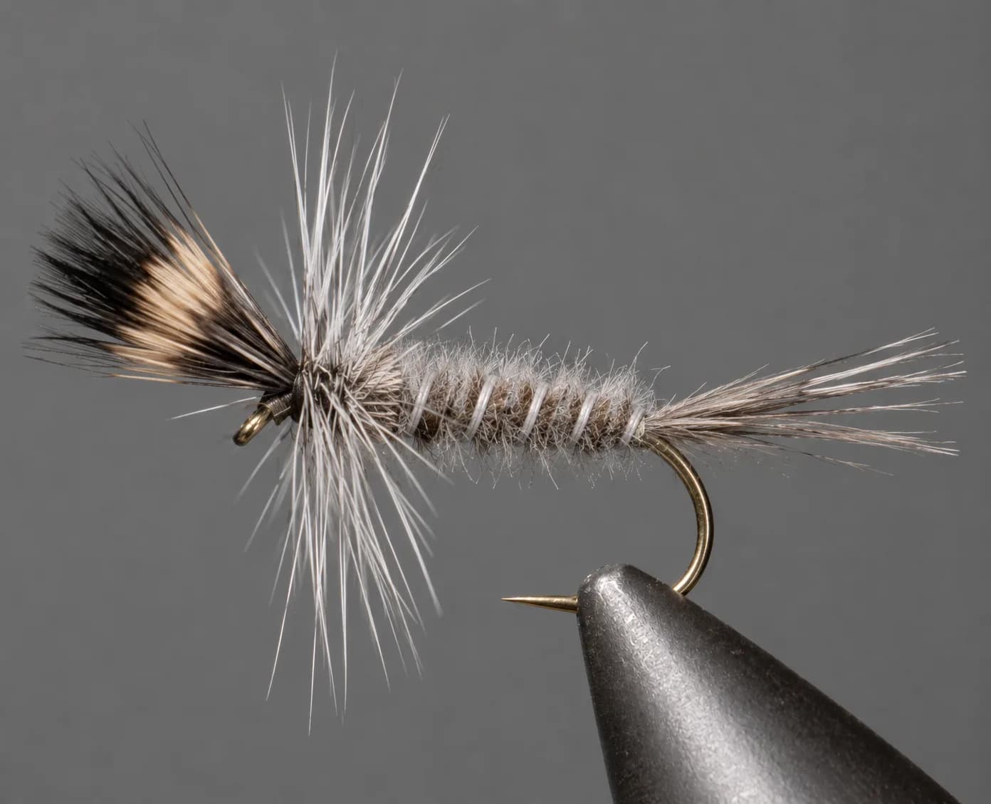 Crane Fly Larva