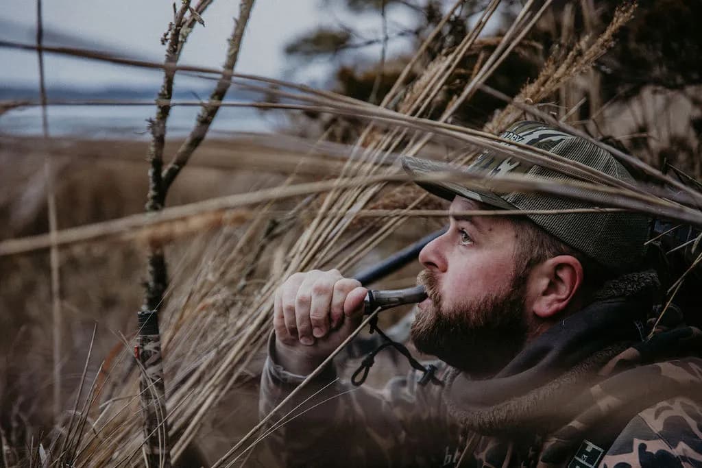 Duck hunter in camo blowing a duck call, hidden in the marsh grass