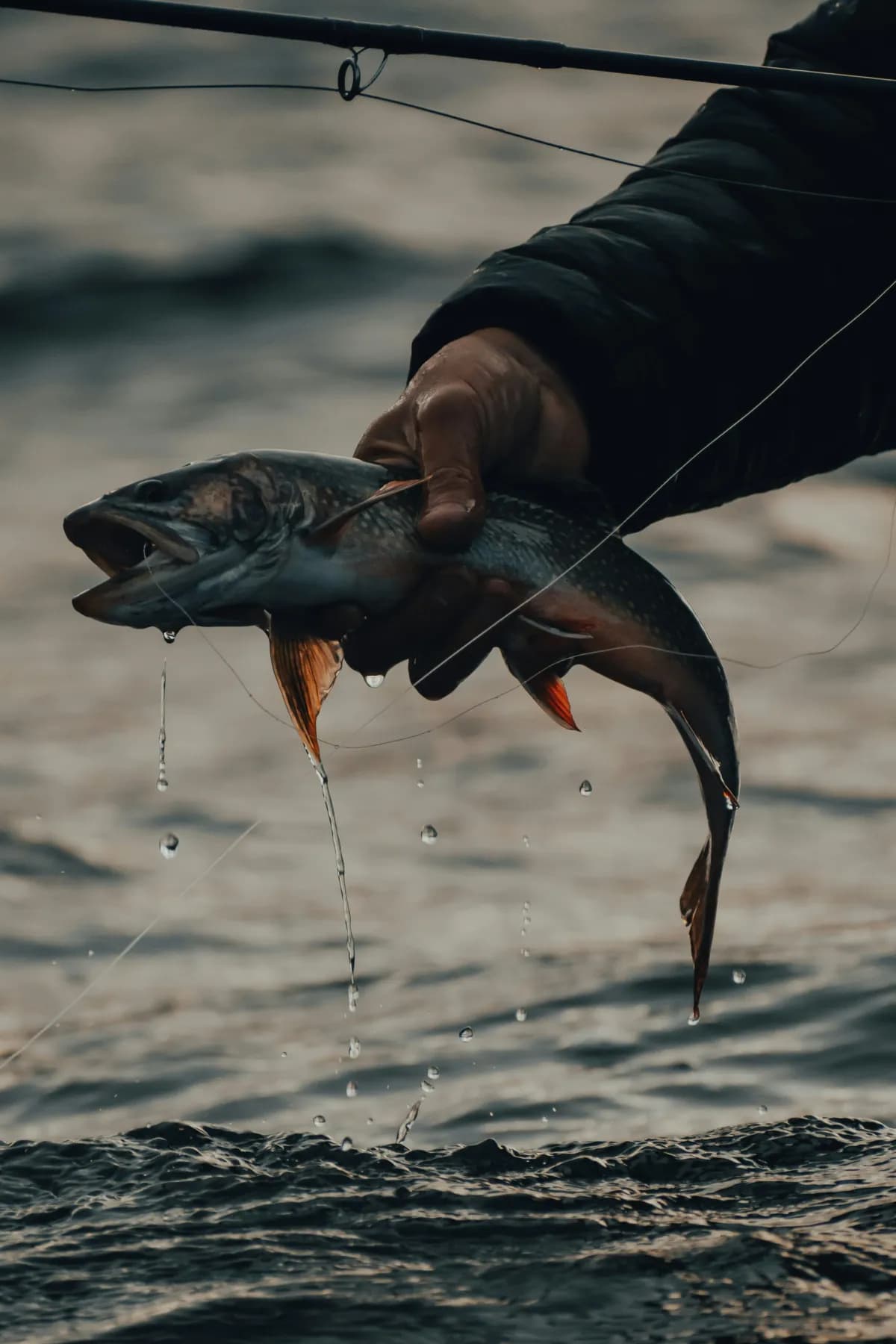 Hand lifting a trout from the water on a fly line