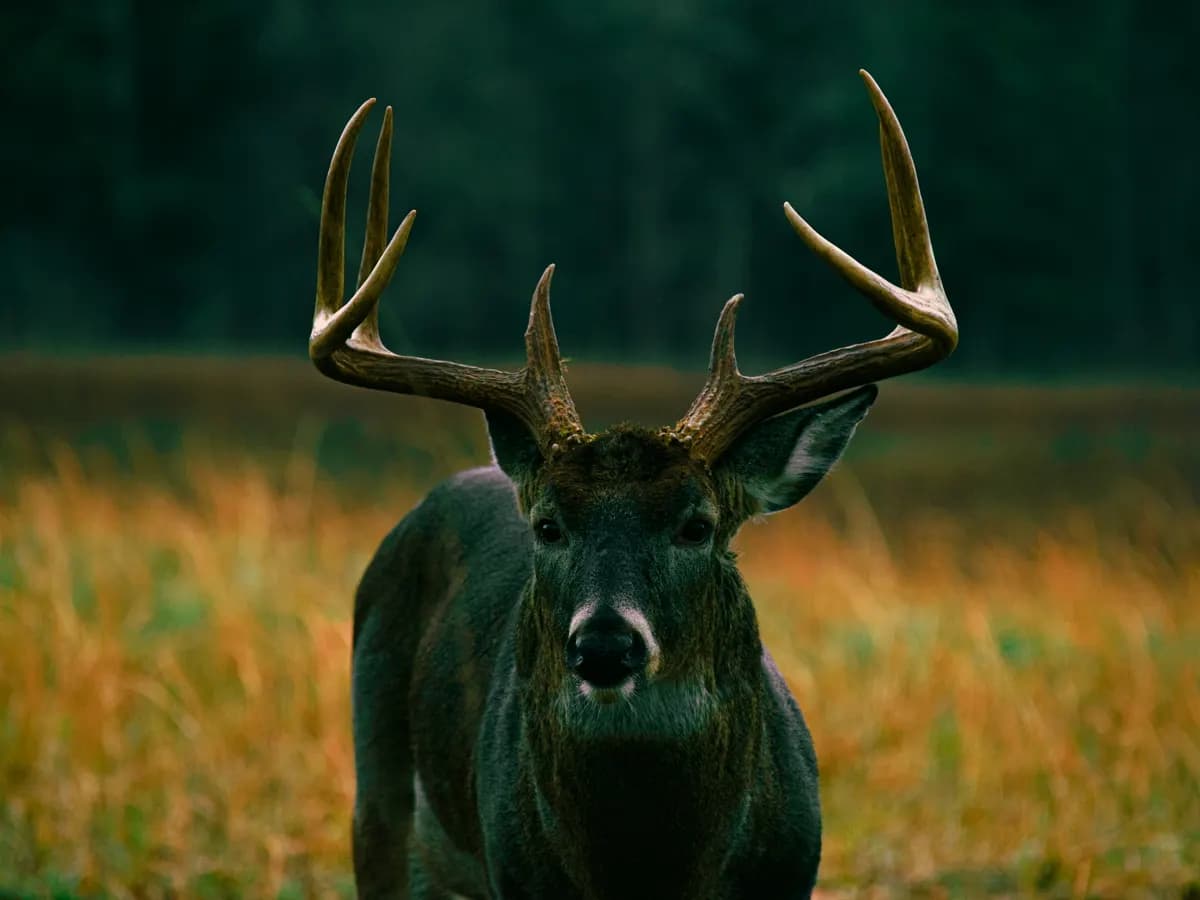 Whitetail buck facing the camera in a dark field