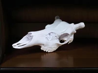 Mule Deer Antler Mount
